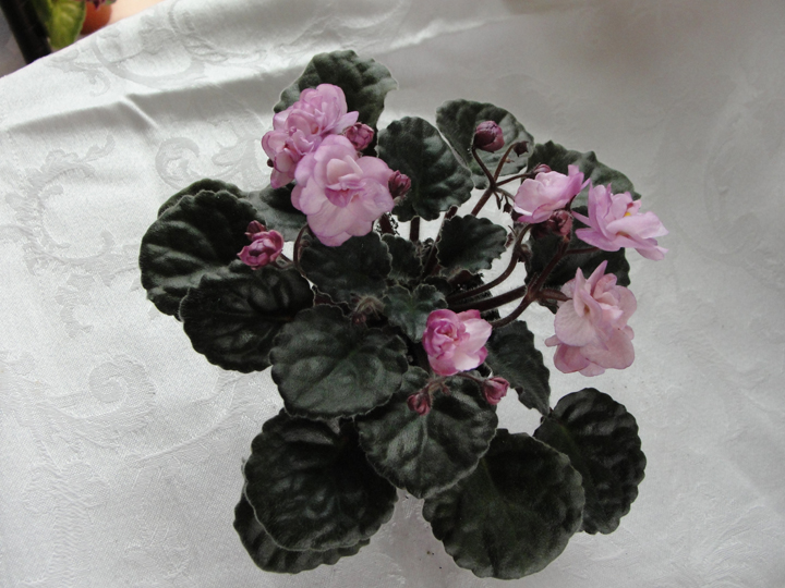Ness' Satin Rose - Leaf 2 pack